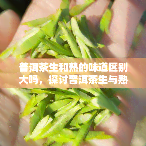 普洱茶生和熟的味道区别大吗，探讨普洱茶生与熟的口感差异：味道的区别究竟有多大？