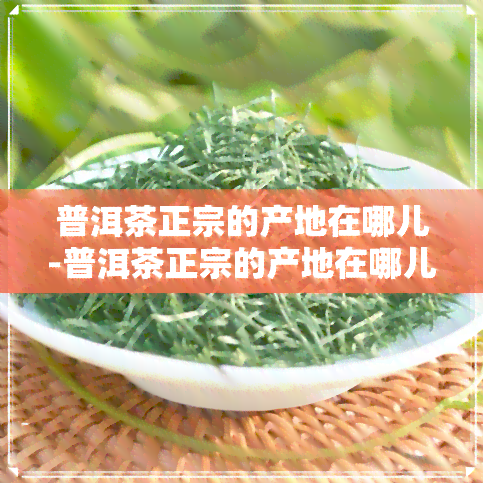 普洱茶正宗的产地在哪儿-普洱茶正宗的产地在哪儿啊