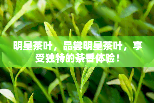 明星茶叶，品尝明星茶叶，享受独特的茶香体验！