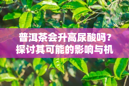 普洱茶会升高尿酸吗？探讨其可能的影响与机制