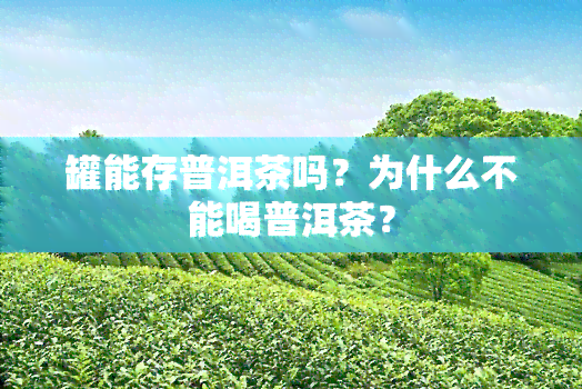 罐能存普洱茶吗？为什么不能喝普洱茶？