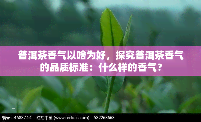 普洱茶香气以啥为好，探究普洱茶香气的品质标准：什么样的香气？