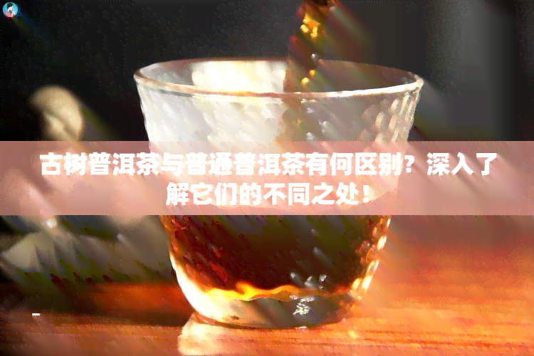 古树普洱茶与普通普洱茶有何区别？深入了解它们的不同之处！