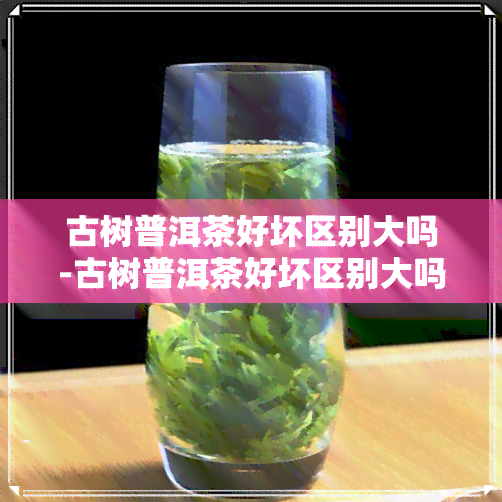 古树普洱茶好坏区别大吗-古树普洱茶好坏区别大吗知乎