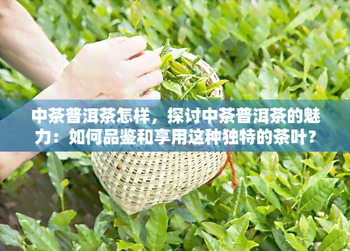 中茶普洱茶怎样，探讨中茶普洱茶的魅力：如何品鉴和享用这种独特的茶叶？