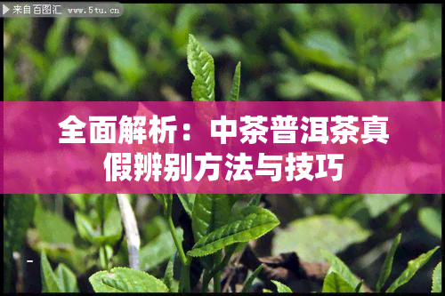 全面解析：中茶普洱茶真假辨别方法与技巧