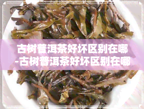 古树普洱茶好坏区别在哪-古树普洱茶好坏区别在哪里