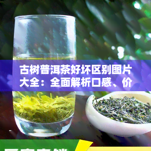 古树普洱茶好坏区别图片大全：全面解析口感、价格与普通普洱茶的区别