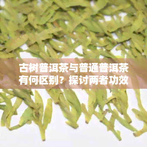 古树普洱茶与普通普洱茶有何区别？探讨两者功效及优劣