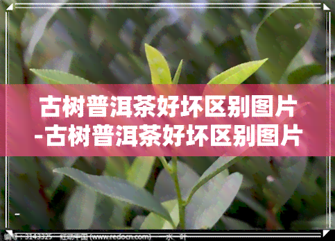 古树普洱茶好坏区别图片-古树普洱茶好坏区别图片大全