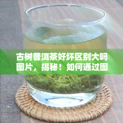 古树普洱茶好坏区别大吗图片，揭秘！如何通过图片识别古树普洱茶的好坏？