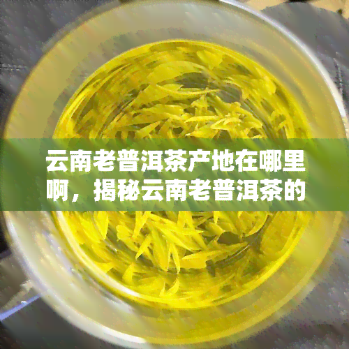 云南老普洱茶产地在哪里啊，揭秘云南老普洱茶的产地！