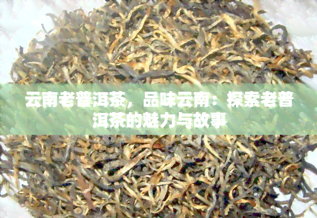 云南老普洱茶，品味云南：探索老普洱茶的魅力与故事