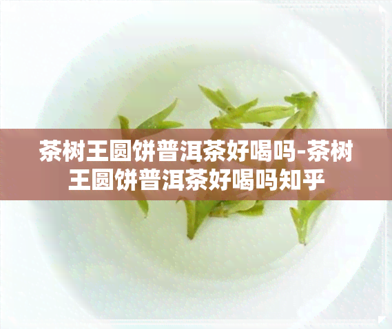 茶树王圆饼普洱茶好喝吗-茶树王圆饼普洱茶好喝吗知乎