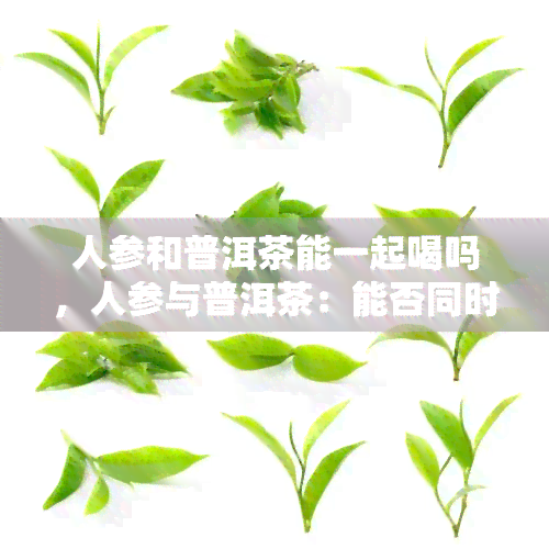 人参和普洱茶能一起喝吗，人参与普洱茶：能否同时饮用？