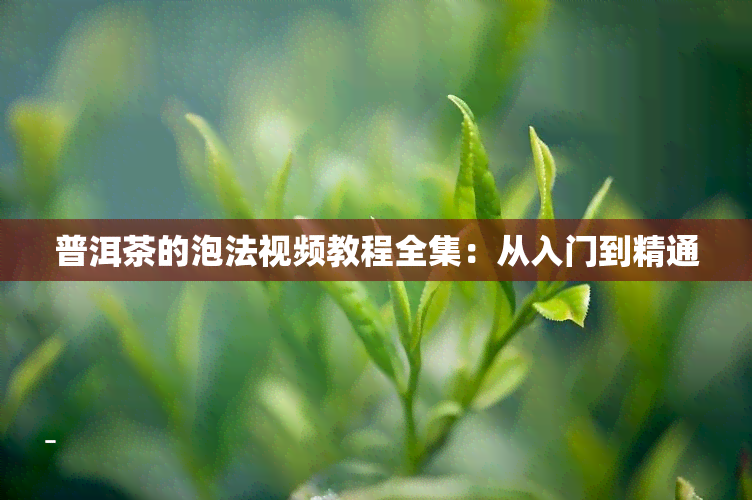 普洱茶的泡法视频教程全集：从入门到精通