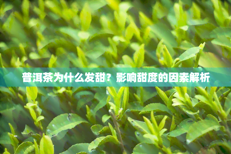 普洱茶为什么发甜？影响甜度的因素解析