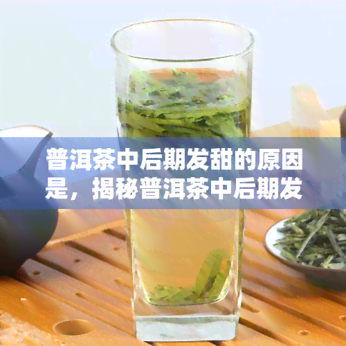 普洱茶中后期发甜的原因是，揭秘普洱茶中后期发甜的奥秘：原因解析