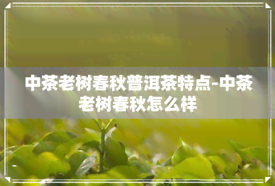 中茶老树春秋普洱茶特点-中茶老树春秋怎么样