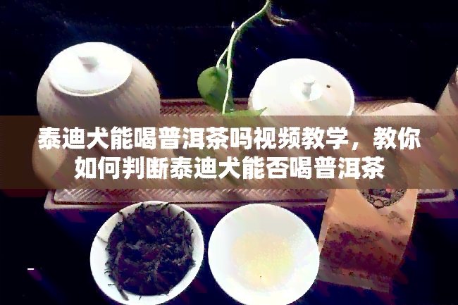 泰迪犬能喝普洱茶吗视频教学，教你如何判断泰迪犬能否喝普洱茶