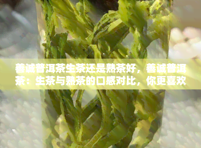 善诚普洱茶生茶还是熟茶好，善诚普洱茶：生茶与熟茶的口感对比，你更喜欢哪一种？