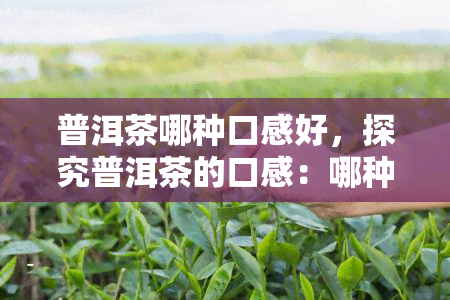 普洱茶哪种口感好，探究普洱茶的口感：哪种？