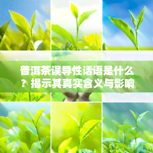 普洱茶误导性话语是什么？揭示其真实含义与影响