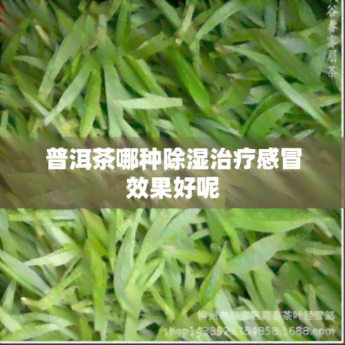 普洱茶哪种除湿治疗感冒效果好呢