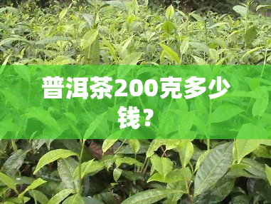 普洱茶200克多少钱？