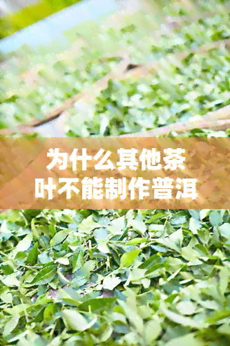 为什么其他茶叶不能制作普洱茶呢？