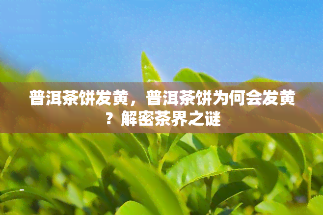 普洱茶饼发黄，普洱茶饼为何会发黄？解密茶界之谜