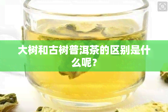 大树和古树普洱茶的区别是什么呢？