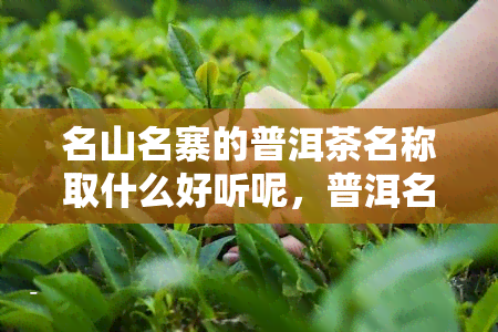 名山名寨的普洱茶名称取什么好听呢，普洱名山名寨普洱茶有哪些