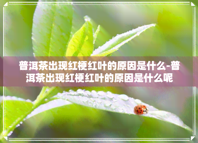 普洱茶出现红梗红叶的原因是什么-普洱茶出现红梗红叶的原因是什么呢