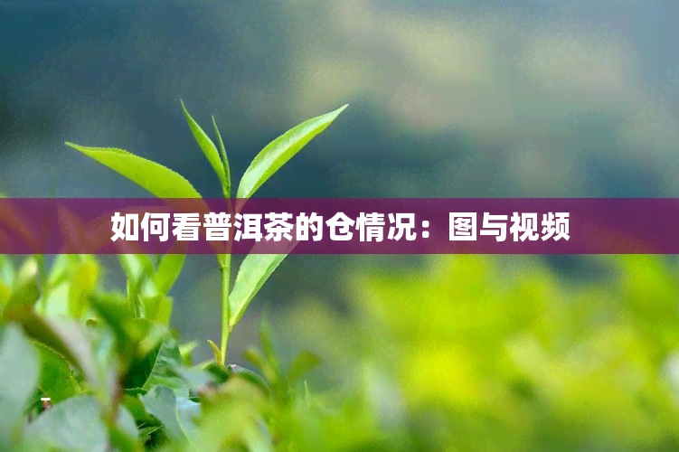 如何看普洱茶的仓情况：图与视频