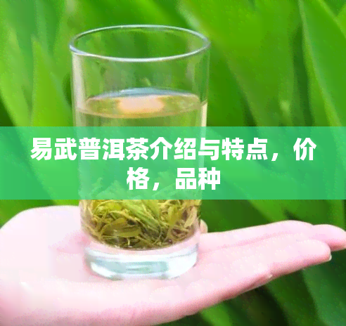 易武普洱茶介绍与特点，价格，品种