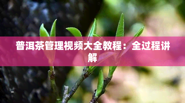 普洱茶管理视频大全教程：全过程讲解