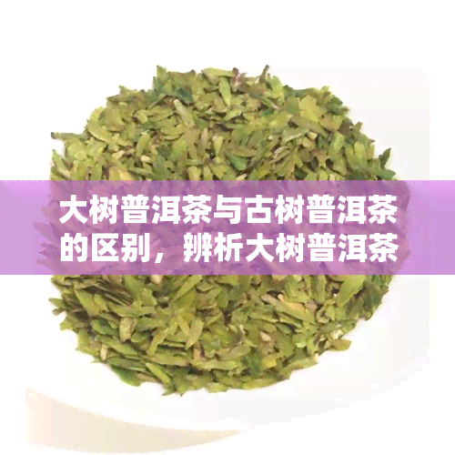 大树普洱茶与古树普洱茶的区别，辨析大树普洱茶与古树普洱茶：了解茶叶背后的不同