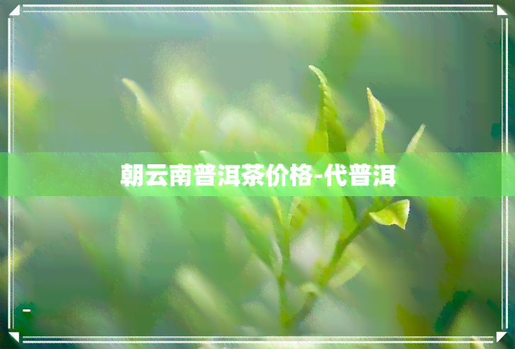 朝云南普洱茶价格-代普洱