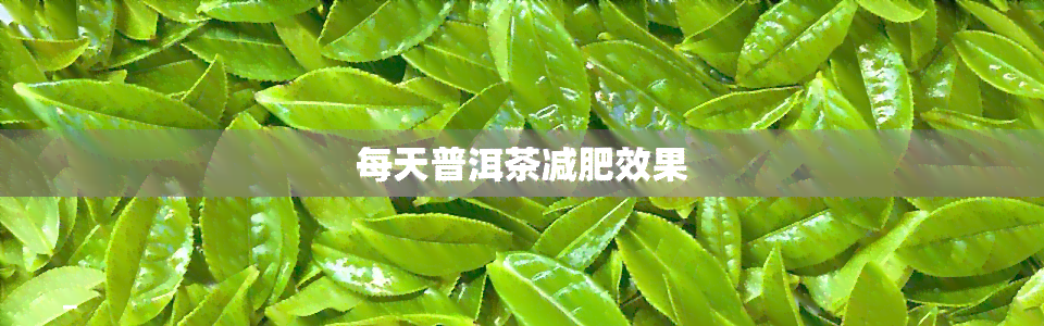 每天普洱茶减肥效果