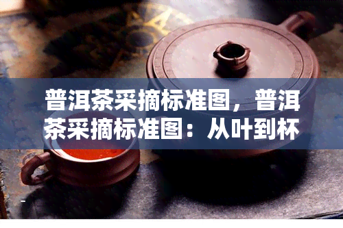 普洱茶采摘标准图，普洱茶采摘标准图：从叶到杯的完美路径