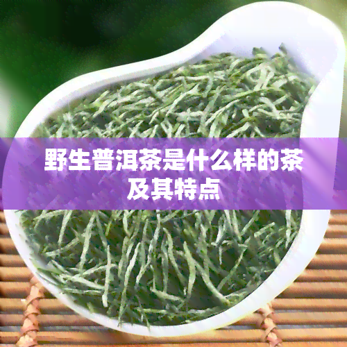 野生普洱茶是什么样的茶及其特点