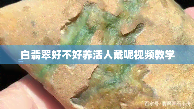 白翡翠好不好养活人戴呢视频教学