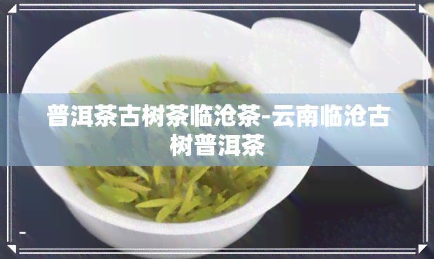 普洱茶古树茶临沧茶-云南临沧古树普洱茶