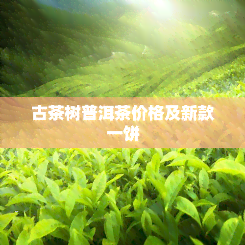 古茶树普洱茶价格及新款一饼