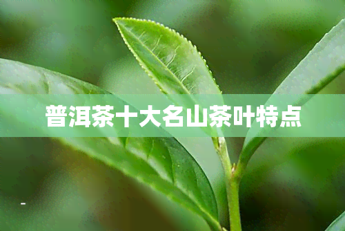 普洱茶十大名山茶叶特点