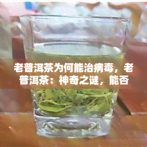 老普洱茶为何能治病，老普洱茶：神奇之谜，能否抗击病？