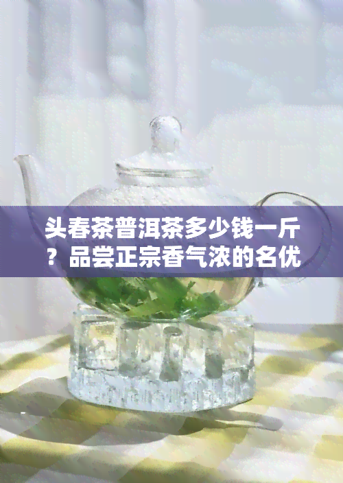 头春茶普洱茶多少钱一斤？品尝正宗香气浓的名优茶