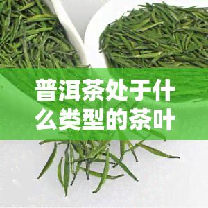 普洱茶处于什么类型的茶叶，普洱茶：属于哪一类茶叶？