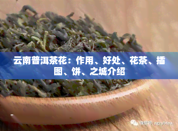 云南普洱茶花：作用、好处、花茶、插图、饼、之城介绍